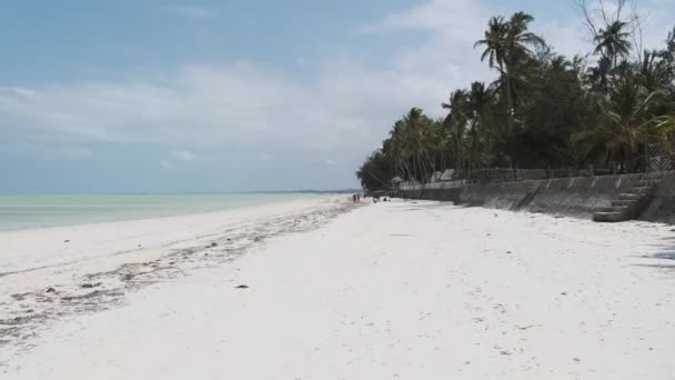 Paradise White Sandy Beach with Turquoise Ocean and Palm Trees, Занзибар — стоковое видео