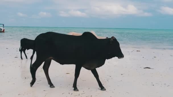 Herd of African Humpback Cows Walks on Sandy Tropical Beach by Ocean, Zanzibar — Stock Video