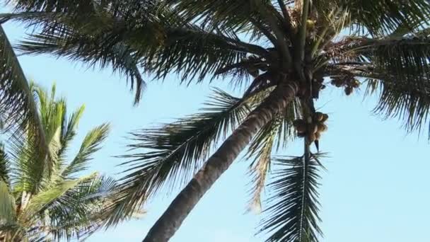 Palmeira com muitos cocos amarelos maduros contra o céu na África, Zanzibar — Vídeo de Stock