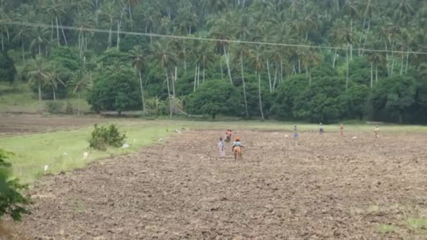Lokalt afrikansk folk arbejder hårdt på landbrugsområdet, Zanzibar, Afrika – Stock-video