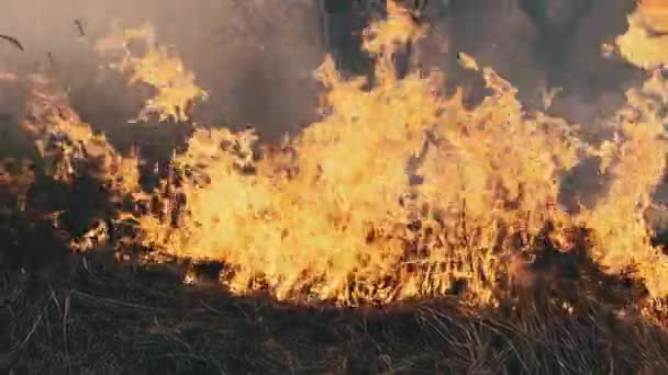 Fogo na Floresta da Primavera, Grama Seca Ardente, Árvores, Arbustos, Chama e Fumaça — Vídeo de Stock