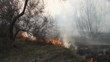 Ormanda yangın, Yanan Kuru Çimen, Ağaçlar, Çalılar, Alev ve Duman, Yaban Yangınları