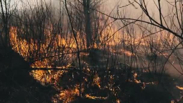 Fire in the Forest, Burning Dry Grass, Trees, Bushes, Flame and Smoke, Wildfires — Stock Video