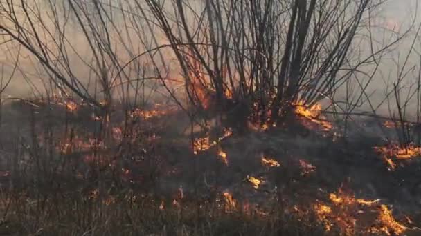 Вогонь у лісі, вогняна суха трава, дерева, буші, полум "я та дим, лісові пожежі — стокове відео