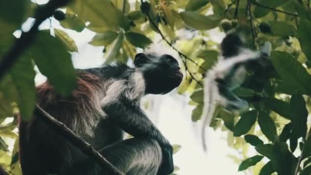 Roter Colobusaffe sitzt auf Zweig im Jozani Tropenwald, Sansibar, Afrika — Stockvideo