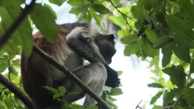 Jozani Tropikal Ormanı, Zanzibar, Afrika 'da Kırmızı Colobus Maymunu Şubede Oturuyor