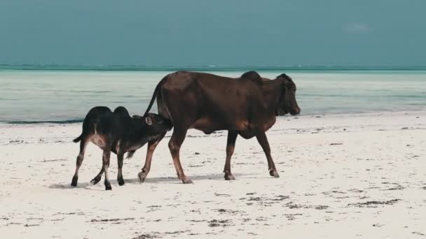 Vache africaine à bosse avec des promenades de veau sur la plage tropicale de sable par l'océan, Zanzibar — Video