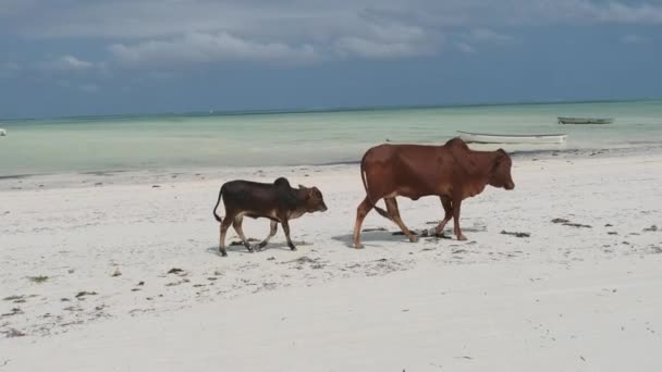Vache africaine à bosse avec des promenades de veau sur la plage tropicale de sable par l'océan, Zanzibar — Video
