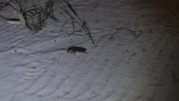 Африканский большой таракан с длинными антеннами, ползущий по песку ночью, Занзибар — стоковое видео