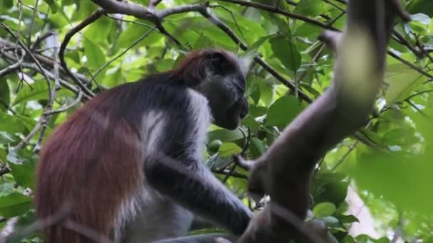 Red Colobus Monkey Sitting on Branch in Jozani Tropical Forest, Zanzibar, África — Vídeo de Stock