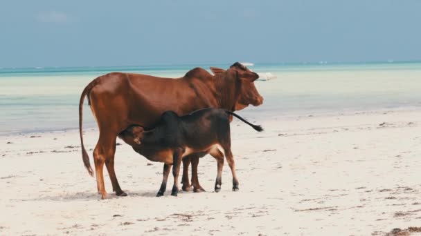 Afrikai púpos tehén táplál egy borjú egy trópusi Sandy Beach Ocean, Zanzibar — Stock videók