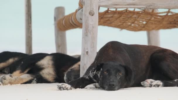 Δύο αδέσποτα σκυλιά βρίσκονται σε μια αμμώδη παραλία κάτω από τον ήλιο Loungers από τον ωκεανό, Ζανζιβάρη — Αρχείο Βίντεο