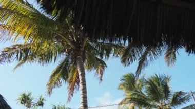 Thatched Roof Bungalovları ve Palm Trees, Zanzibar 'ı olan tropikal Afrika Oteli