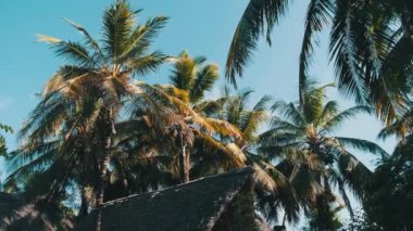 Bungalov 'un Çatı Tavanı ve Mavi Gökyüzü Arkaplanındaki Palmiye Ağaçları, Zanzibar
