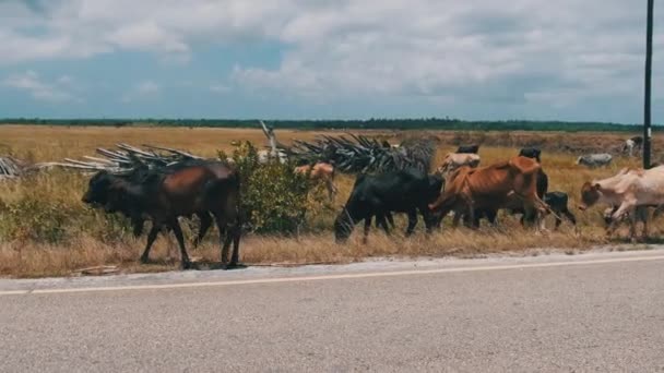 Herd van Afrikaanse bultrug Koeien Wandelen aan de zijkant van de Asfaltweg, Zanzibar — Stockvideo