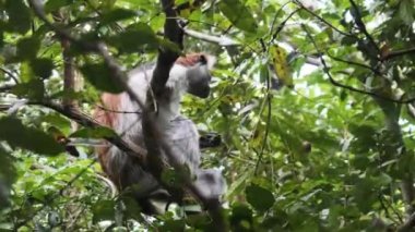 Jozani Tropikal Ormanı, Zanzibar, Afrika 'da Kırmızı Colobus Maymunu Şubede Oturuyor