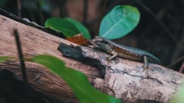 Afrika Kertenkelesi Yağmur Ormanlarında, Zanzibar 'da, Trachylepis Striata' da Bir Kütüğe Oturdu