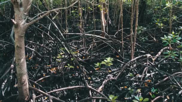 Mangroves i regnskog, Zanzibar, trassliga träd rötter i lera i träsk skog — Stockvideo