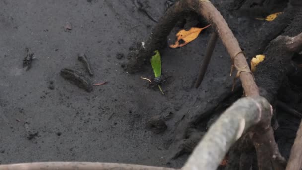 Manglares en la selva tropical, Zanzíbar, Arboles enredados Raíces en el fango del bosque pantanoso — Vídeos de Stock