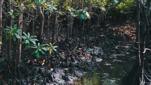 Mangroves dans la forêt tropicale, Zanzibar, racines d'arbres enchevêtrés dans la boue de la forêt marécageuse — Video