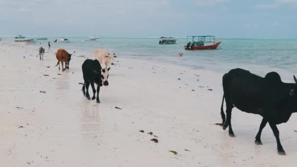 Manada de vacas jorobadas africanas pasea por la playa tropical de arena junto al océano, Zanzíbar — Vídeos de Stock