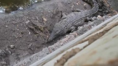 Bir Timsah ya da Timsah Hayvanat Bahçesi, Zanzibar, Afrika 'da Bir Su Gövdesinde Yatar