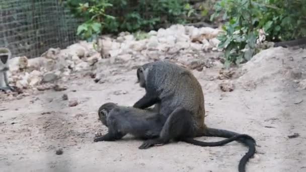 Două maimuțe negre stau și se joacă pe pământ într-o cușcă zoologică, Zanzibar — Videoclip de stoc