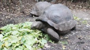 Dev Aldabra Kaplumbağası YeşilYaprakları Yetiyor, Zanzibar, Afrika