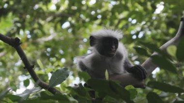 Jozani Tropikal Ormanı, Zanzibar, Afrika 'da Kırmızı Colobus Maymunu Şubede Oturuyor