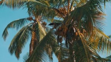 Afrika 'da Gökyüzüne Karşı Bir sürü olgun sarı hindistan cevizi olan palmiye ağacı, Zanzibar
