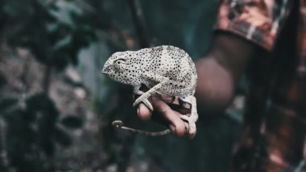 Kameleont Sitter i Black Man Hand, Afrikanska innehar rolig ödla i Palm Zanzibar — Stockvideo