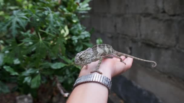 Kameleon siedzi na męskiej ręce, Mężczyzna trzyma zabawną jaszczurkę w Palmie, Zanzibar, Afryka — Wideo stockowe