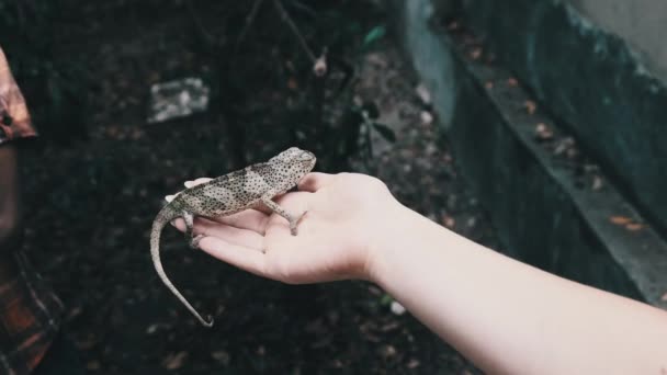 Camaleón sentado en la mano femenina, Mujer sostiene divertido lagarto en la palma, Zanzíbar — Vídeo de stock