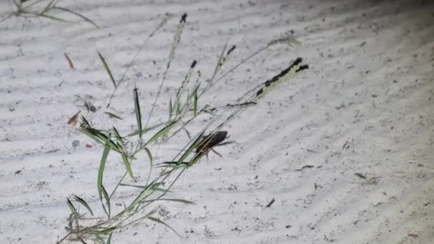 African Big Cockroach with Long Antennae Crawling along Sand at Night, Zanzibar — Stock Video
