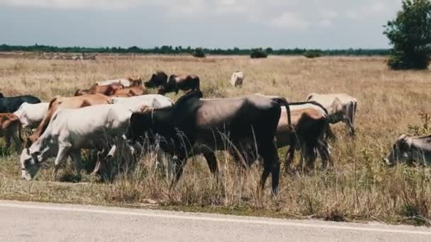 Stado afrykańskich krów humbaków Spacerujących po poboczu asfaltowej drogi, Zanzibar — Wideo stockowe