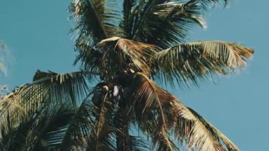 Afrika 'da Gökyüzüne Karşı Bir sürü olgun sarı hindistan cevizi olan palmiye ağacı, Zanzibar