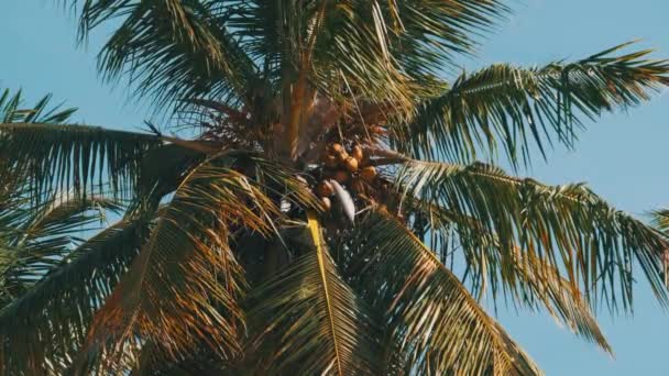 Palme mit vielen reifen gelben Kokosnüssen gegen den Himmel in Afrika, Sansibar — Stockvideo