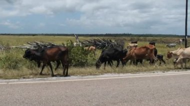 Afrika kambur balina sürüsü Asfalt yolunun kenarında yürüyor, Zanzibar