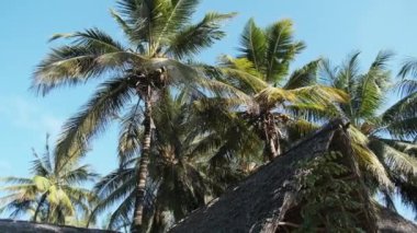 Thatched Roof Bungalovları ve Palm Trees, Zanzibar 'ı olan tropikal Afrika Oteli