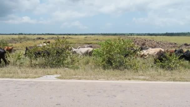 Stado afrykańskich krów humbaków Spacerujących po poboczu asfaltowej drogi, Zanzibar — Wideo stockowe