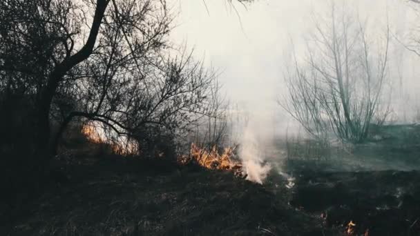 Divoký požár v jarním lese, hořící suchá tráva, stromy, keře, plameny a kouř — Stock video