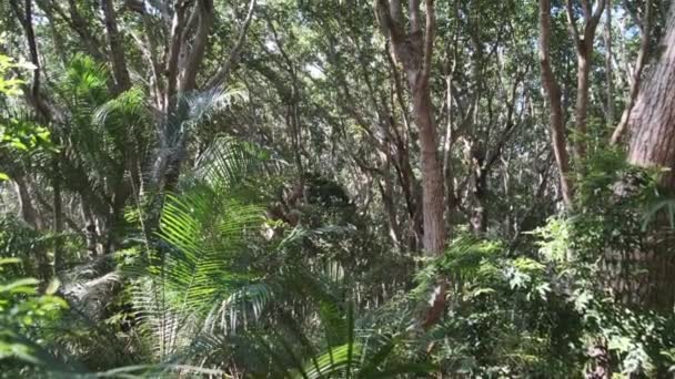 Selva tropical, vegetación densa de árboles y arbustos exóticos en el bosque de Jozani, África — Vídeos de Stock