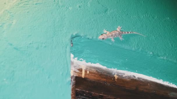 Un Gecko se arrastra en una pared en un bungalow tropical por la noche, África, Zanzíbar — Vídeo de stock