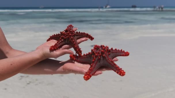 Vrouw handen houdt twee rode zeesterren over transparante oceaan water op wit strand — Stockvideo