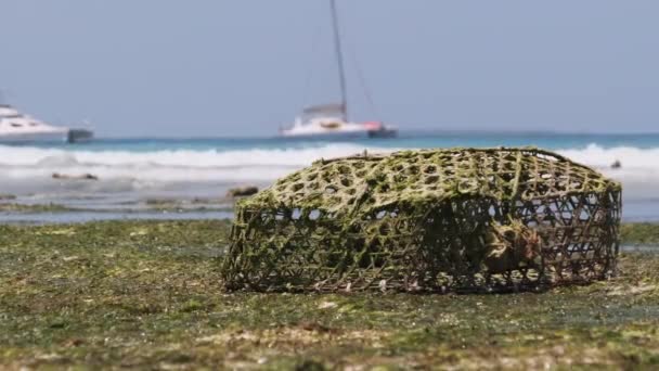 Африканская ловушка для ловли рыбы и морской звезды на мелководье, отлив, Занзибар — стоковое видео