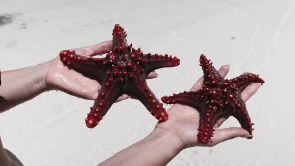 女性の手は白いビーチで透明海の水の上に2つの赤いヒトデを保持 — ストック動画