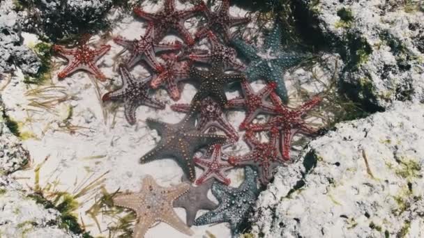 Много красочной морской звезды лежит в природном коралловом аквариуме на берегу океана — стоковое видео