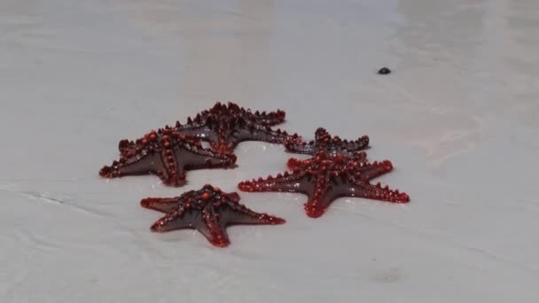 Muitas estrelas-do-mar vermelhas mentem nas águas rasas de Sandy Shore na praia mais limpa — Vídeo de Stock