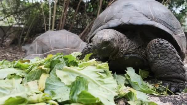 Feeding Huge Aldabra Giant Tortoise Green Leaves in Reserve, Zanzibar, Africa — Stock Video