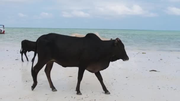 桑给巴尔的非洲驼背奶牛群在热带沙滩上的行走 — 图库视频影像